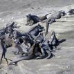 A meeting of marine iguanas.